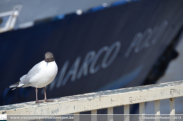 Marco Polo in Antwerpen - ©Sebastiaan Peeters