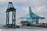 Containerkraan MSC Home Terminal in Antwerpen - ©Sebastiaan Peeters