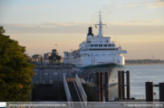 Albatros in Antwerpen - ©Sebastiaan Peeters